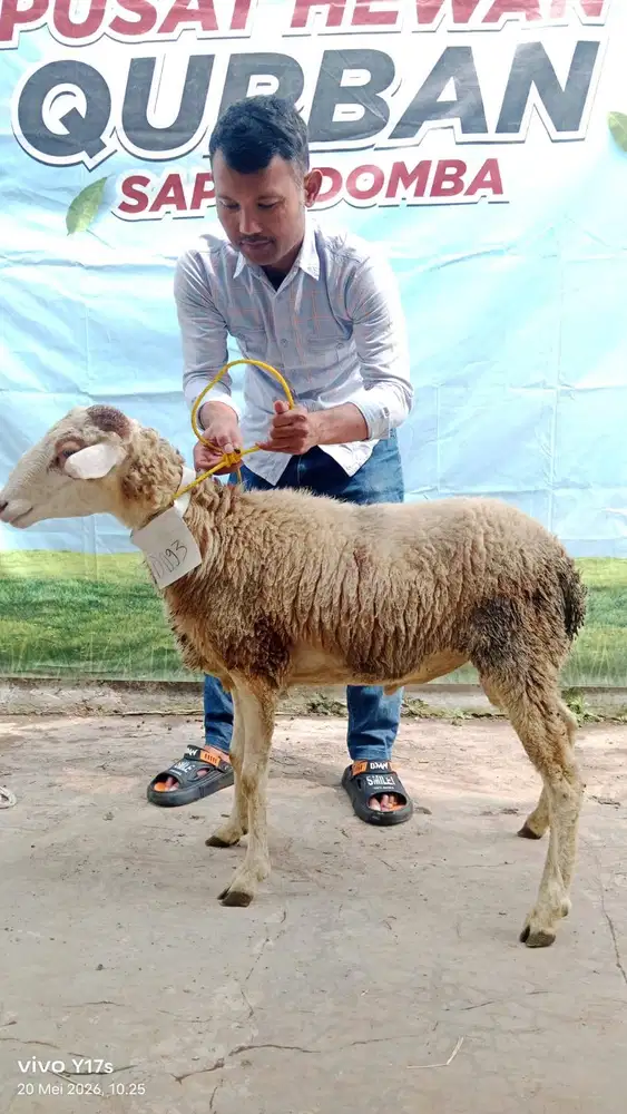 Hewan Qurban Sapi Besar Sehat Amanah & Terverifikasi