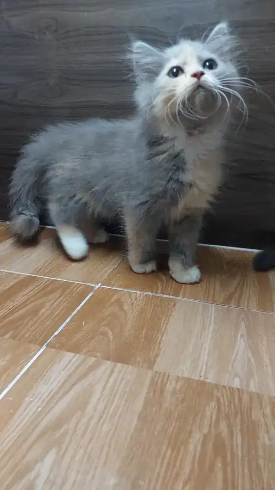 Kucing Munchkin BSH British Short Hair NS Kitten Betina Calico