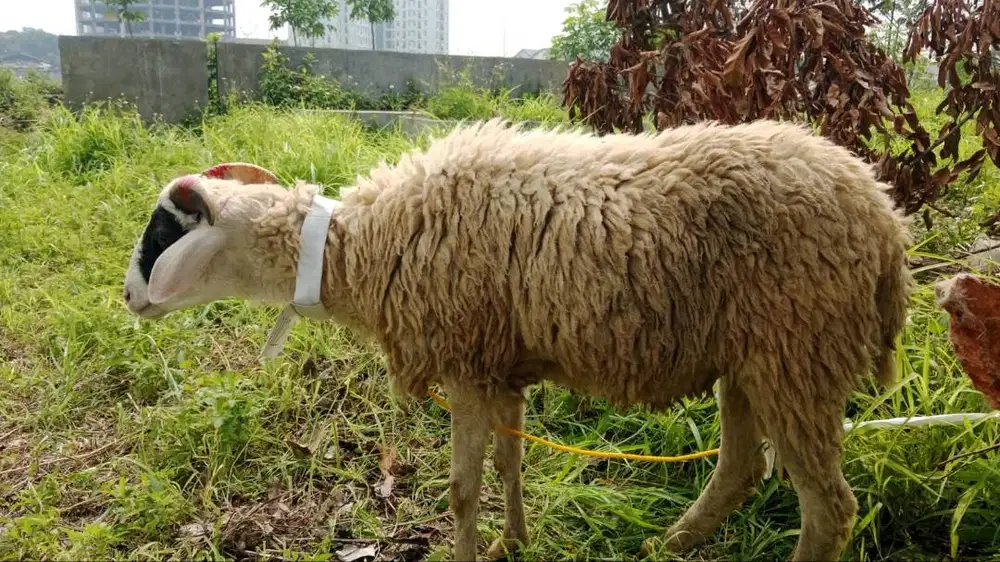 Jual Domba Qurban Gemuk Sehat Cocok untuk Idul Adha