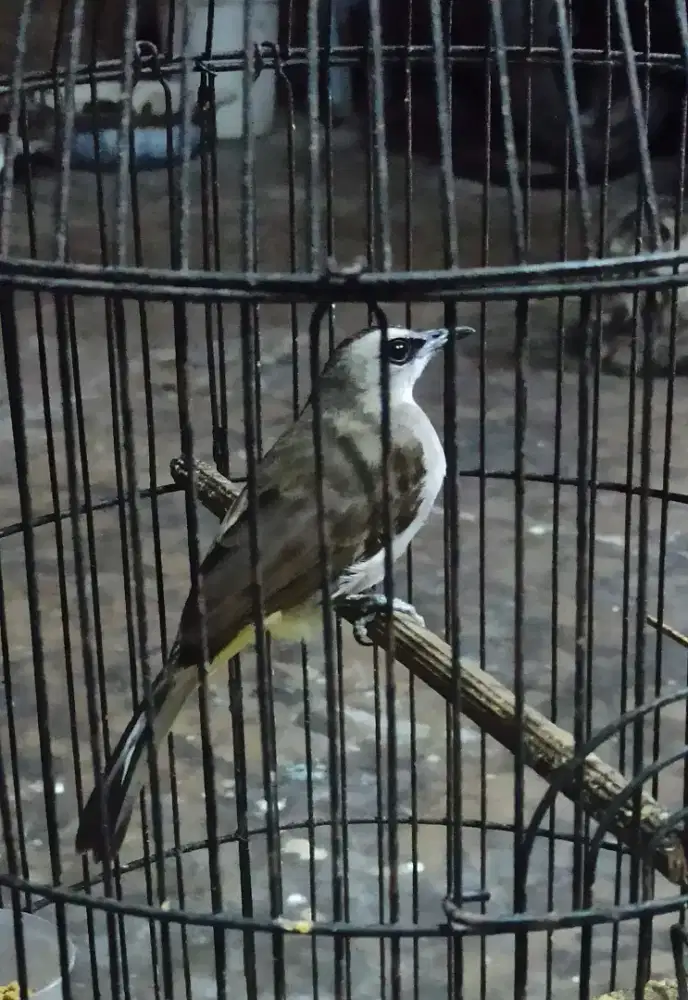 Trucukan girpan mbandul + kurungan