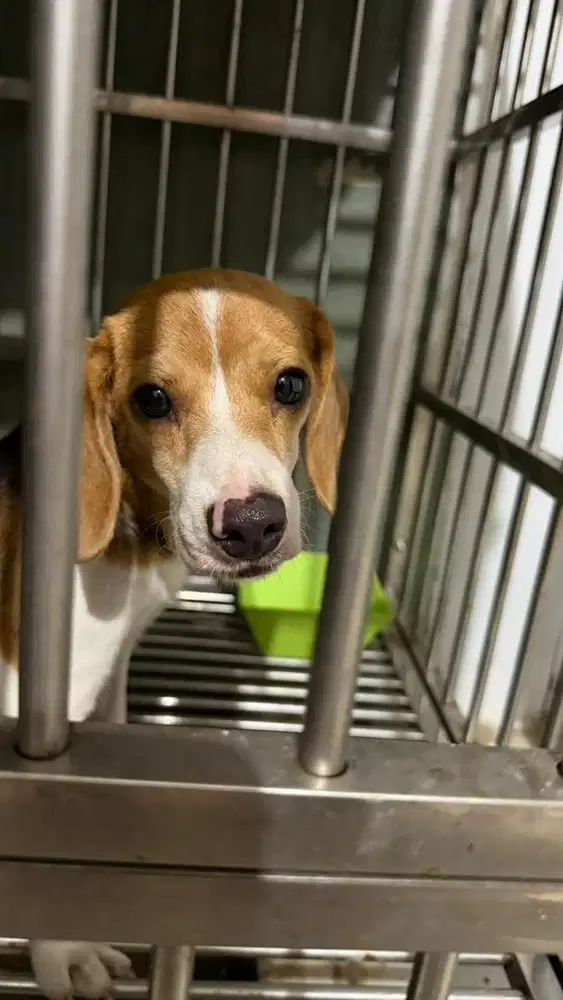 OPEN ADOPT ANAK ANJING BEAGLE