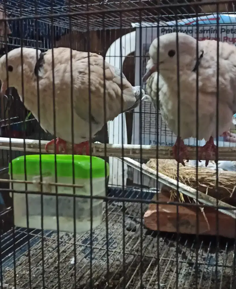 Puter sepasang harian bunyi