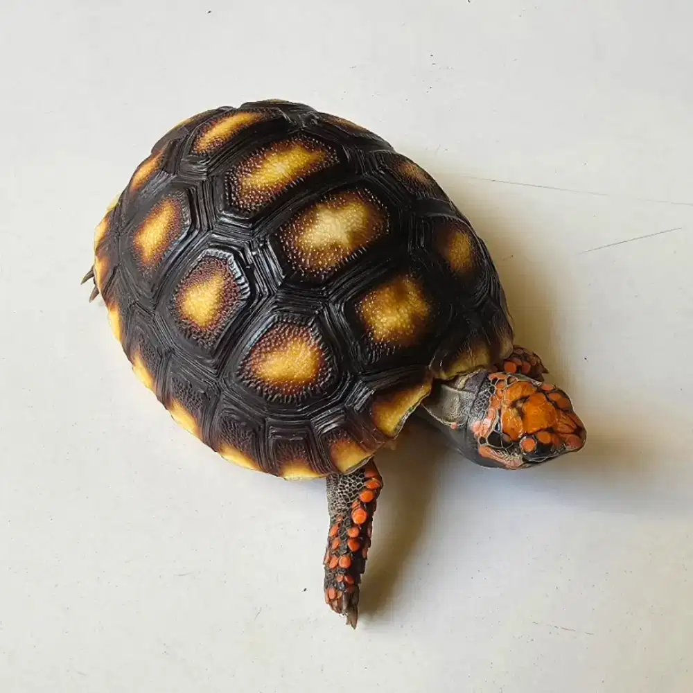 Kura Cherry Head - Merah Pedes ( 6 cm )