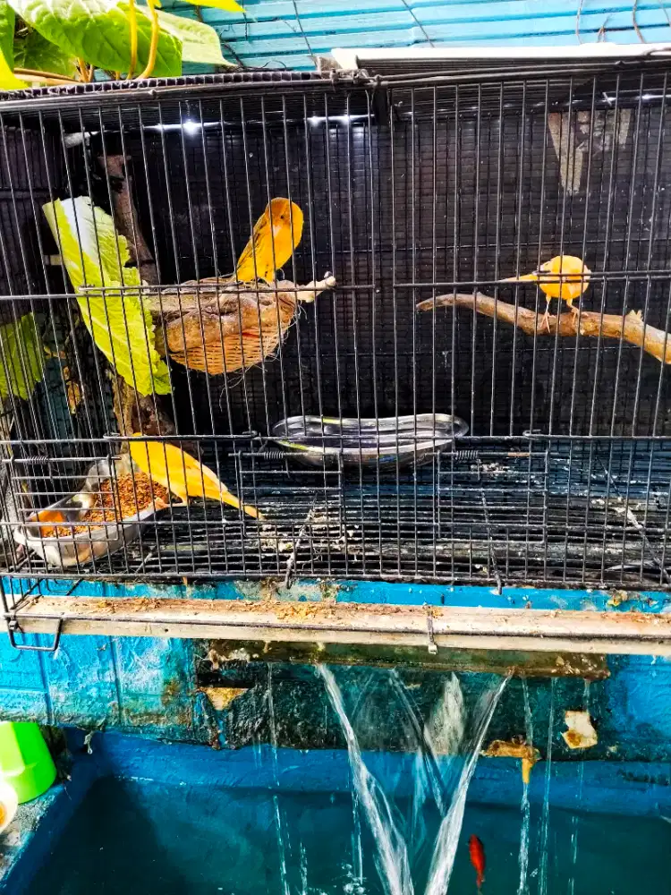 Burung kenari Loper 2 jantan 1 betina