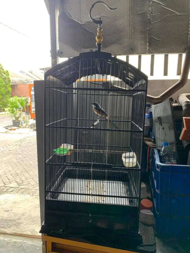 JUAL BURUNG CENDET BUNYI FULLSET