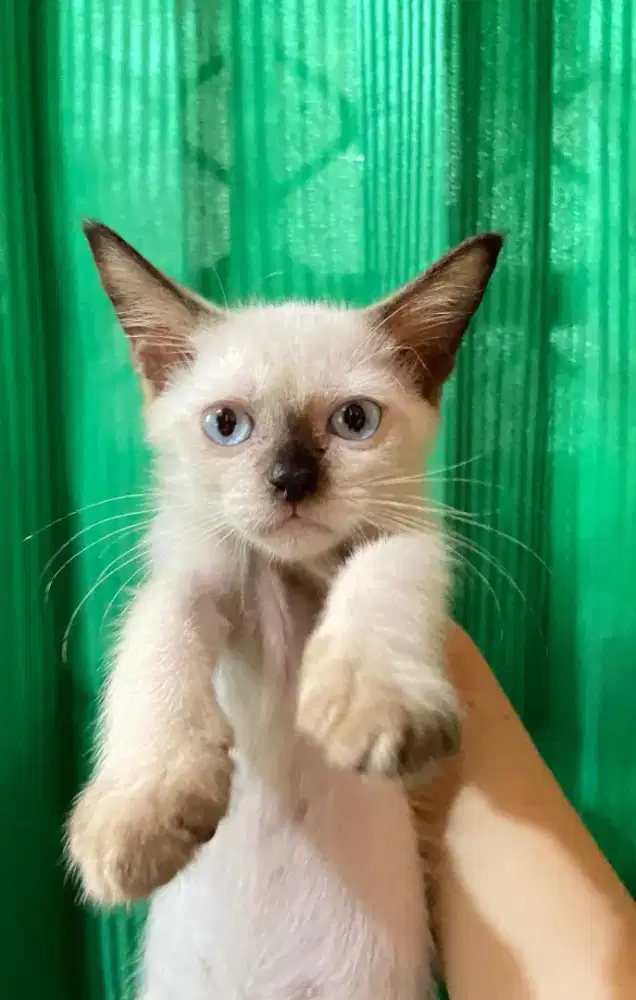 OPEN ADOPT KUCING HIMALAYA SIAM. NET NO NEGO (BACA DESKRIPSI)