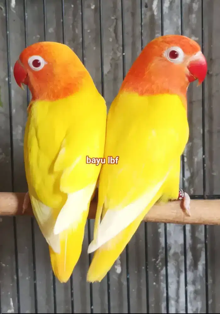 Burung Lovebird love bird Lutino MM paud