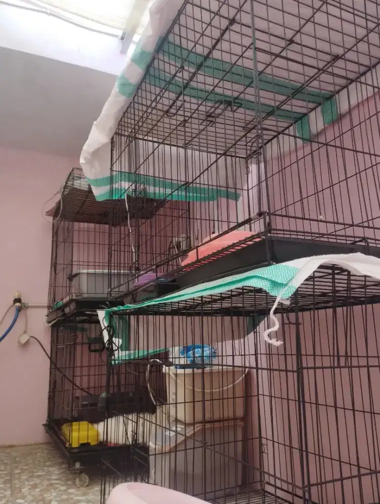 Borongan Kucing & Kandang