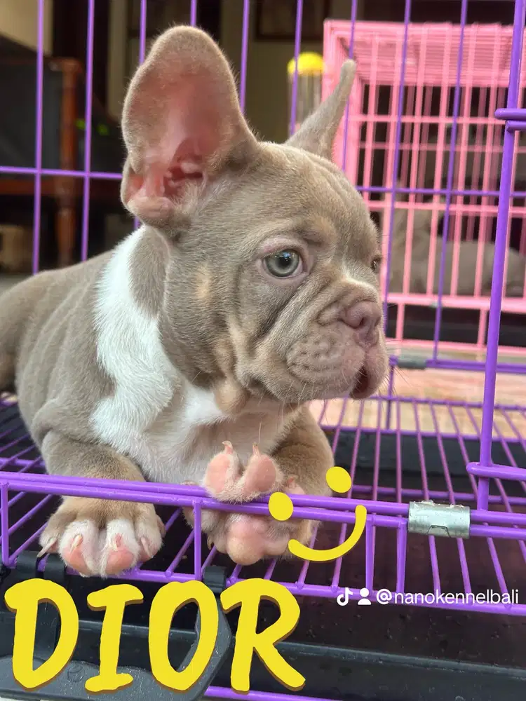 French bulldog isabella