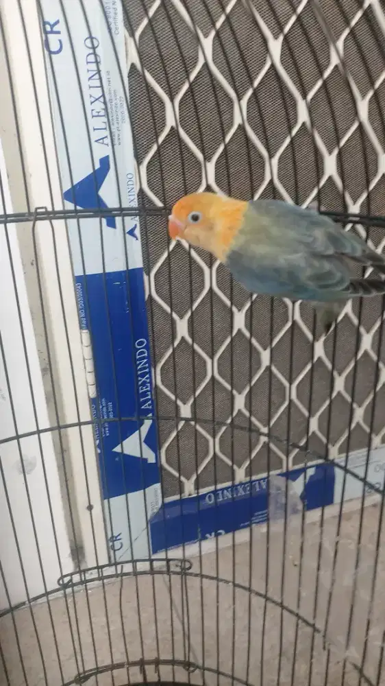 Burung lovebird Biola Pb Paud