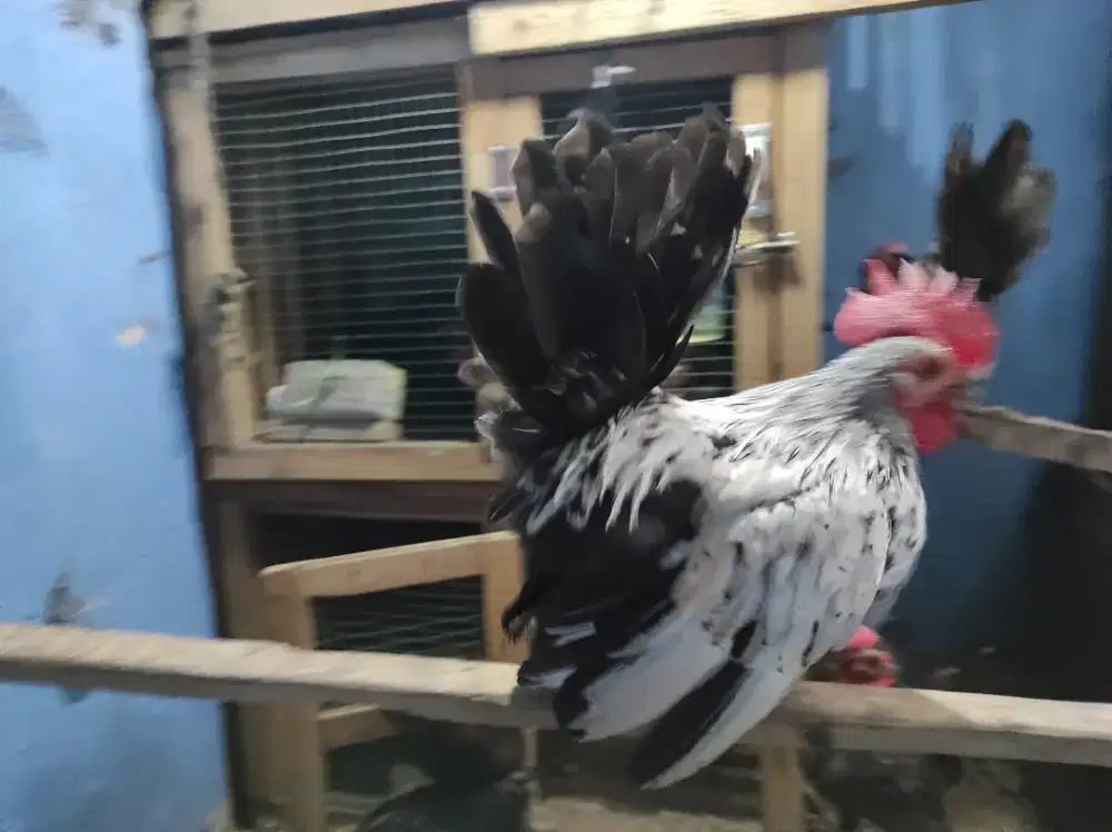 Ayam Kate Jantan Remaja