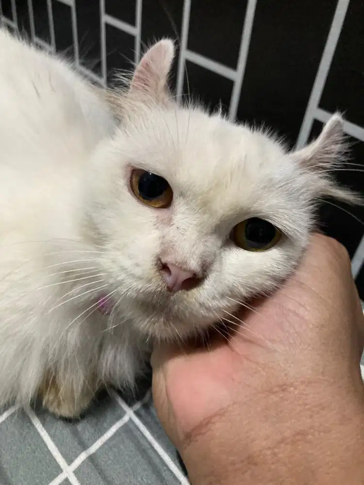 American curl betina