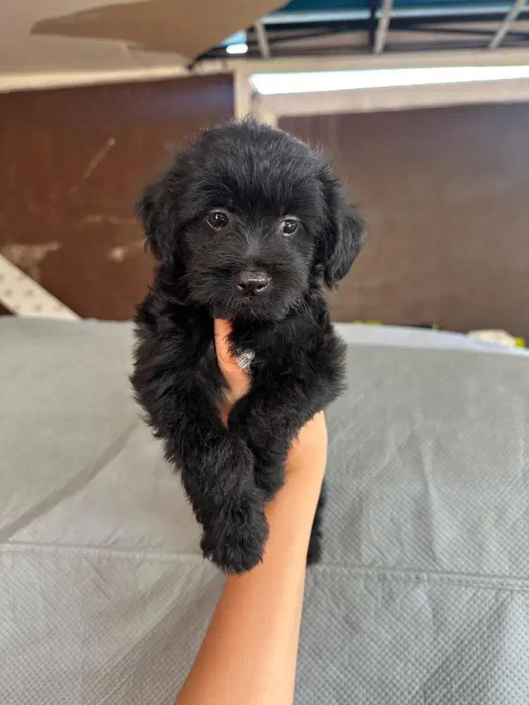 Anabul lucu peranakan poodle warna hitam