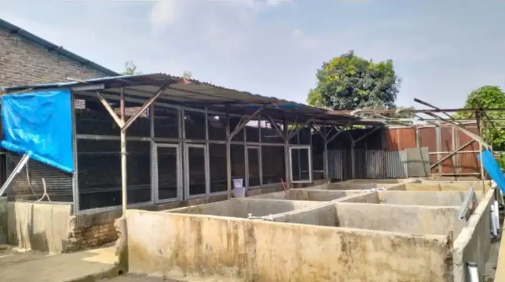 Tanah ternak ayam -- ikan -- B2