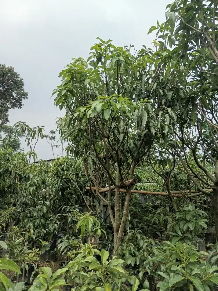 Mejual indukan pohon manggah