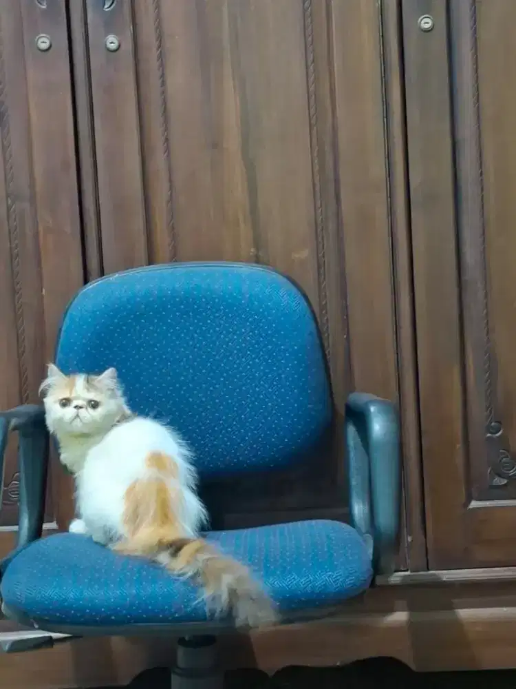 Kucing Persia Peaknose Betina Calico