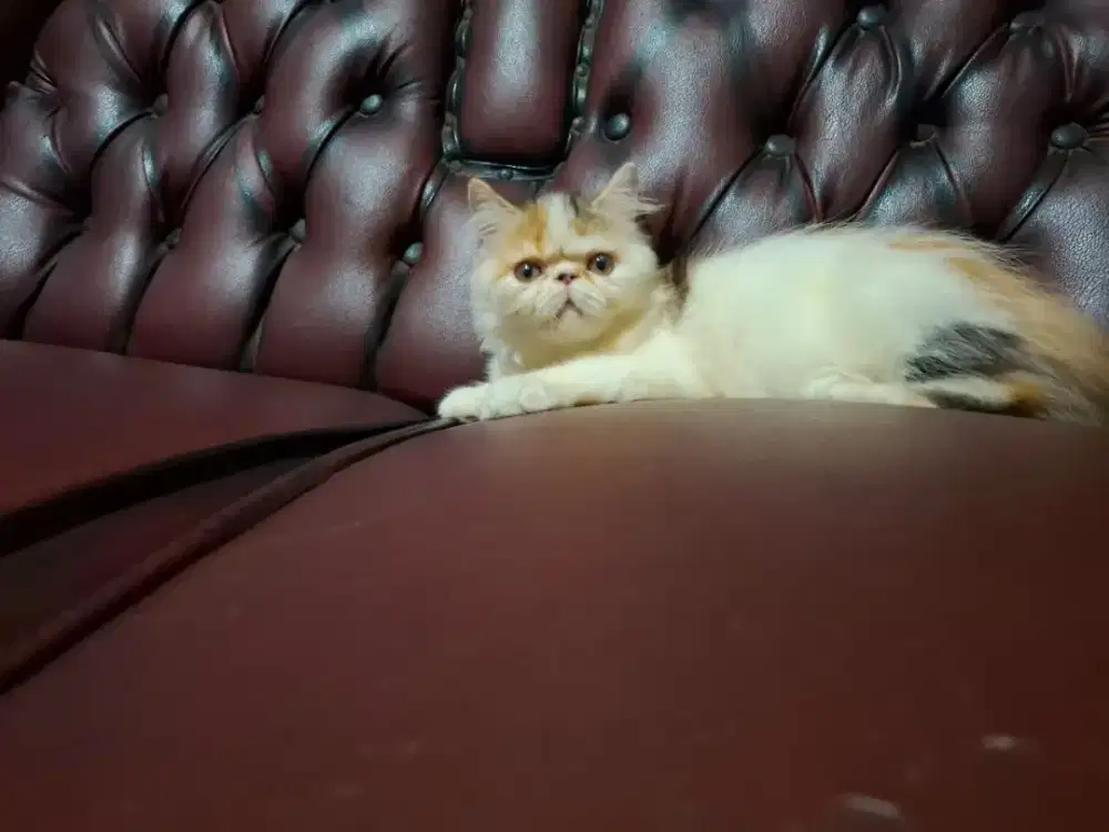 Kucing Persia Peaknose Betina Calico
