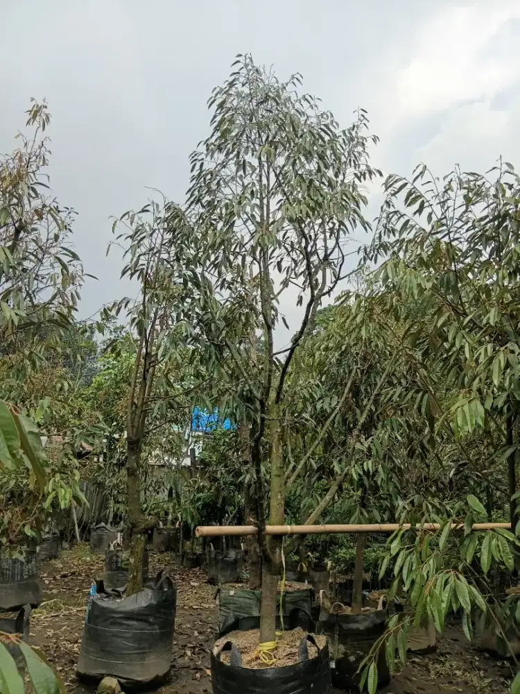 Indukan durian bawer tinggi 4,5 metr