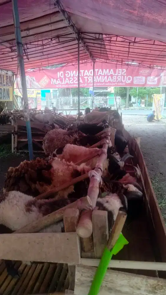 Hewan Qurban Domba Murah Bisa Nego