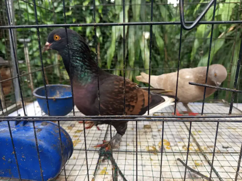 Dua pasang merpati