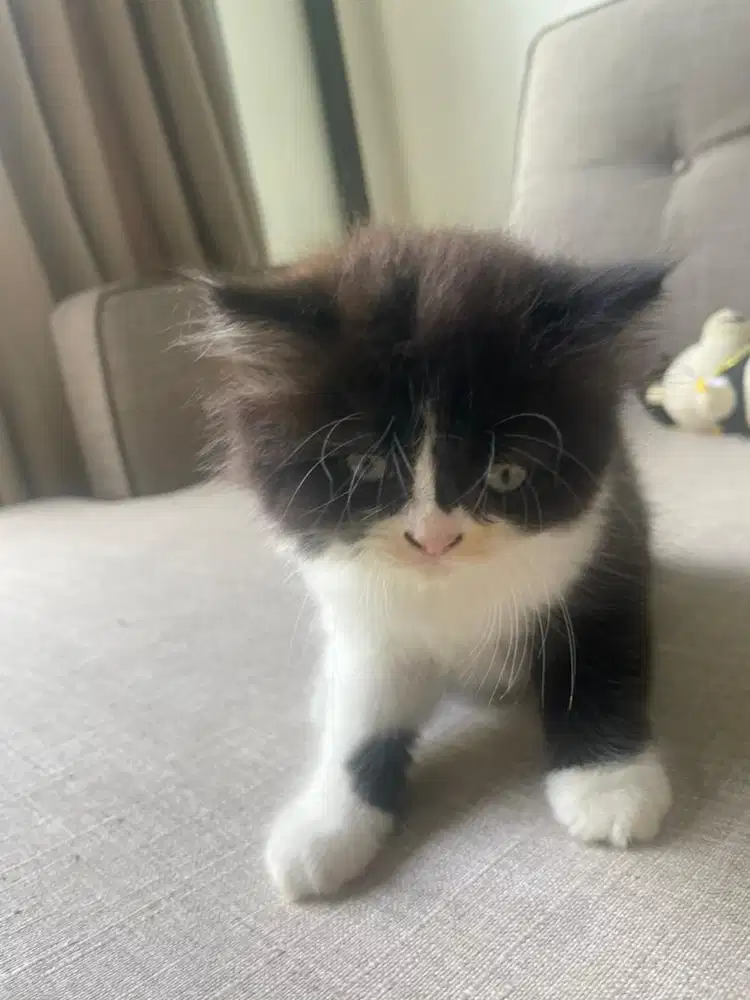lepas adopt kitten(kucing persia)