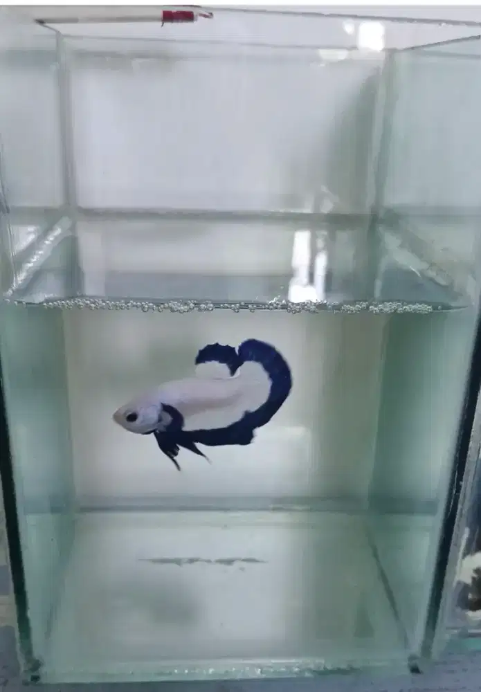 Ikan cupang blue rim