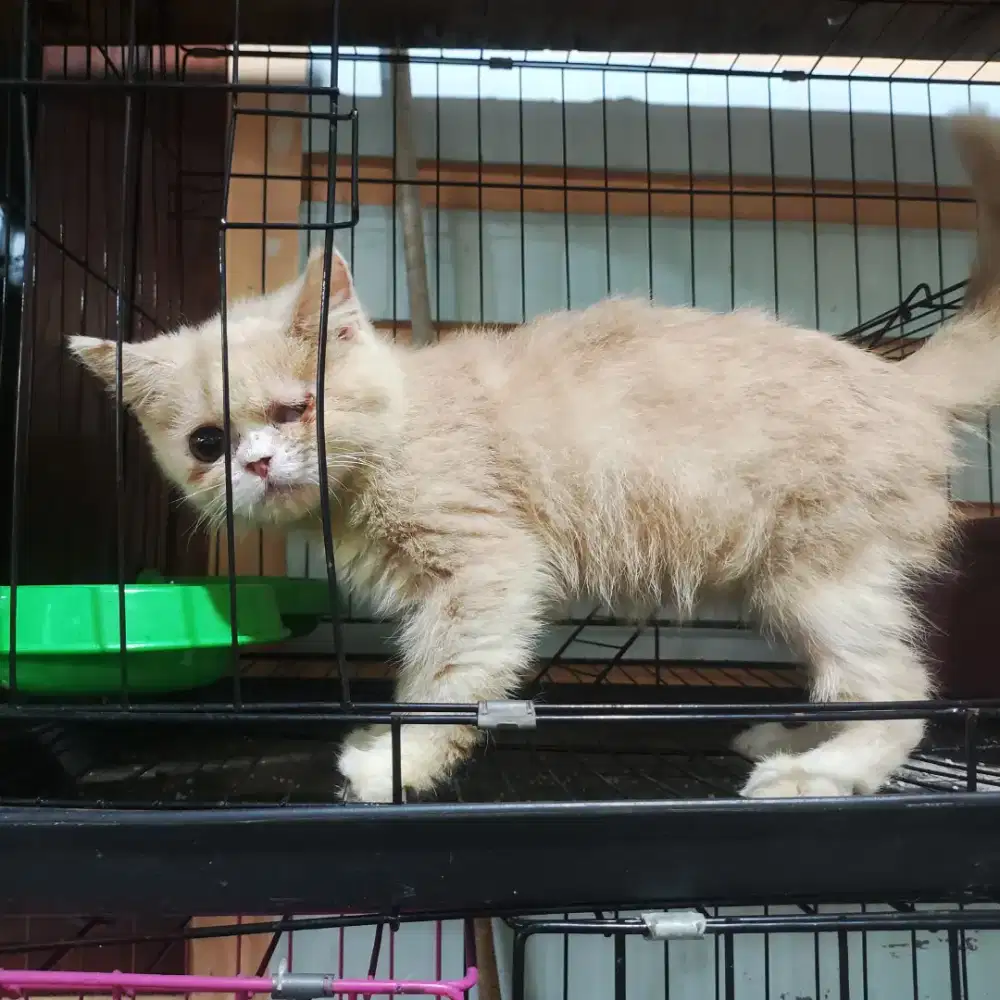 Kucing BSH betina | bukan kucing Scottish | kucing persia
