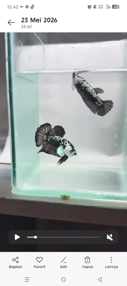Ikan cupang black mamba