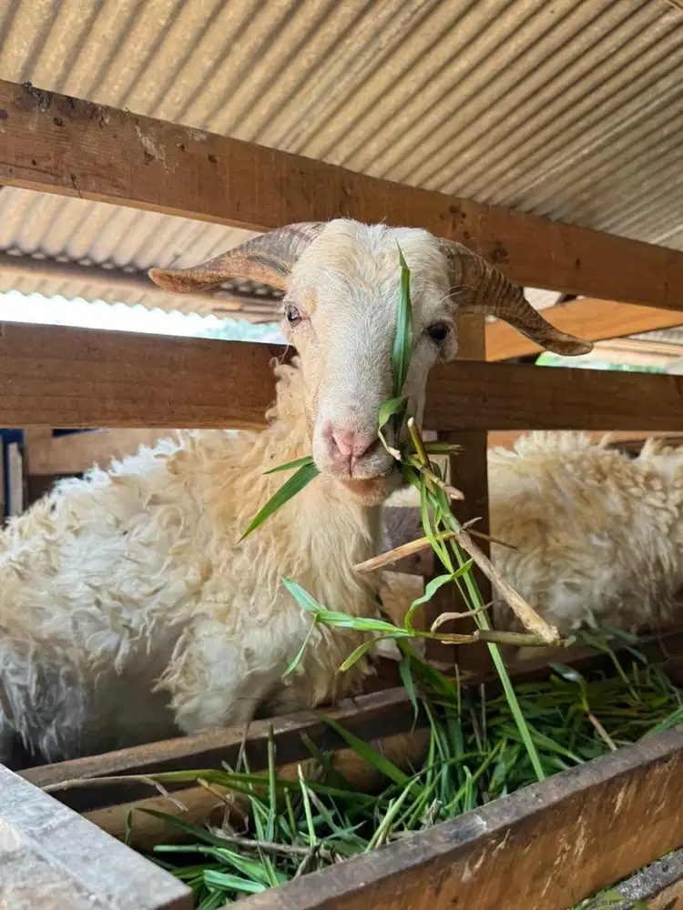 Hewan kurban, kambing/domba
