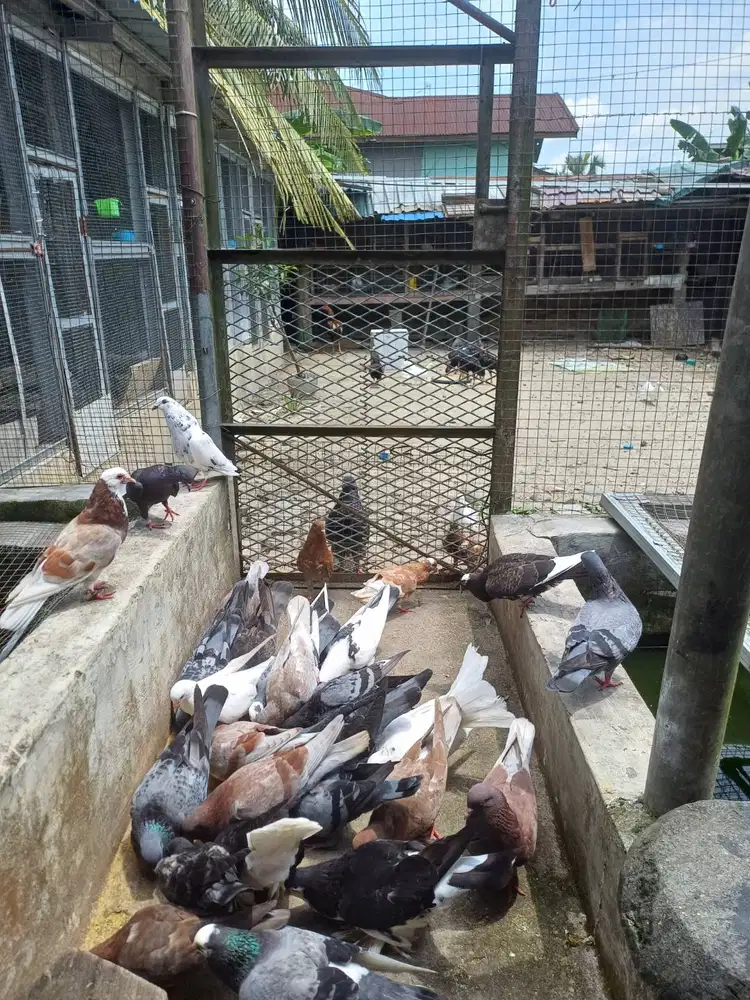 Burung merpari hias