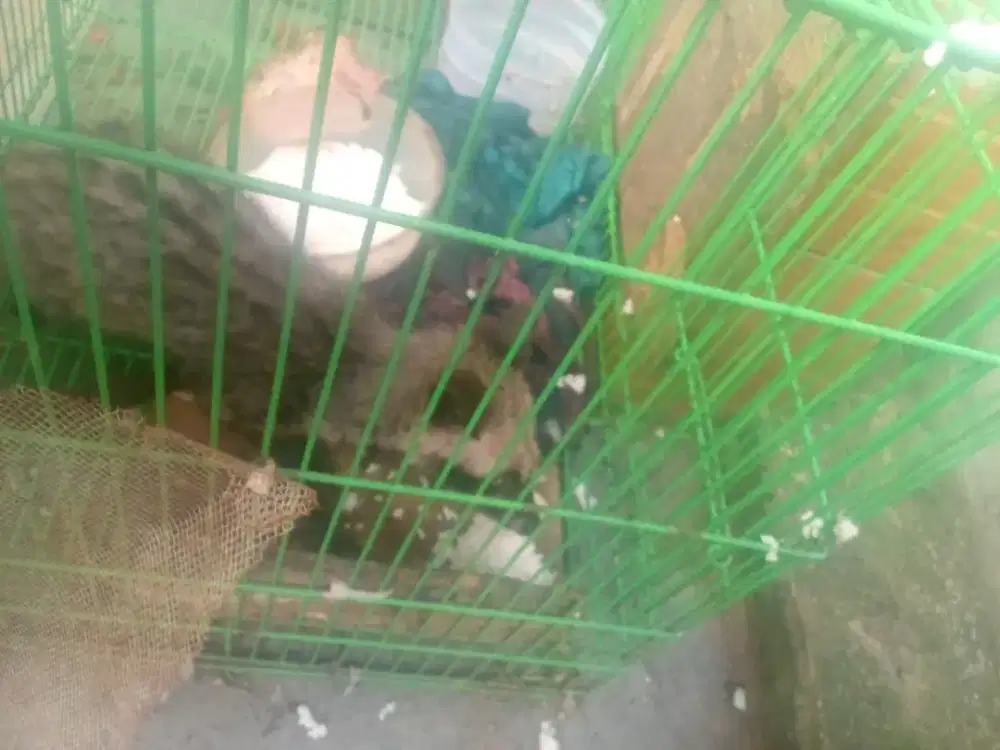 Jadiin duit edisi bosen