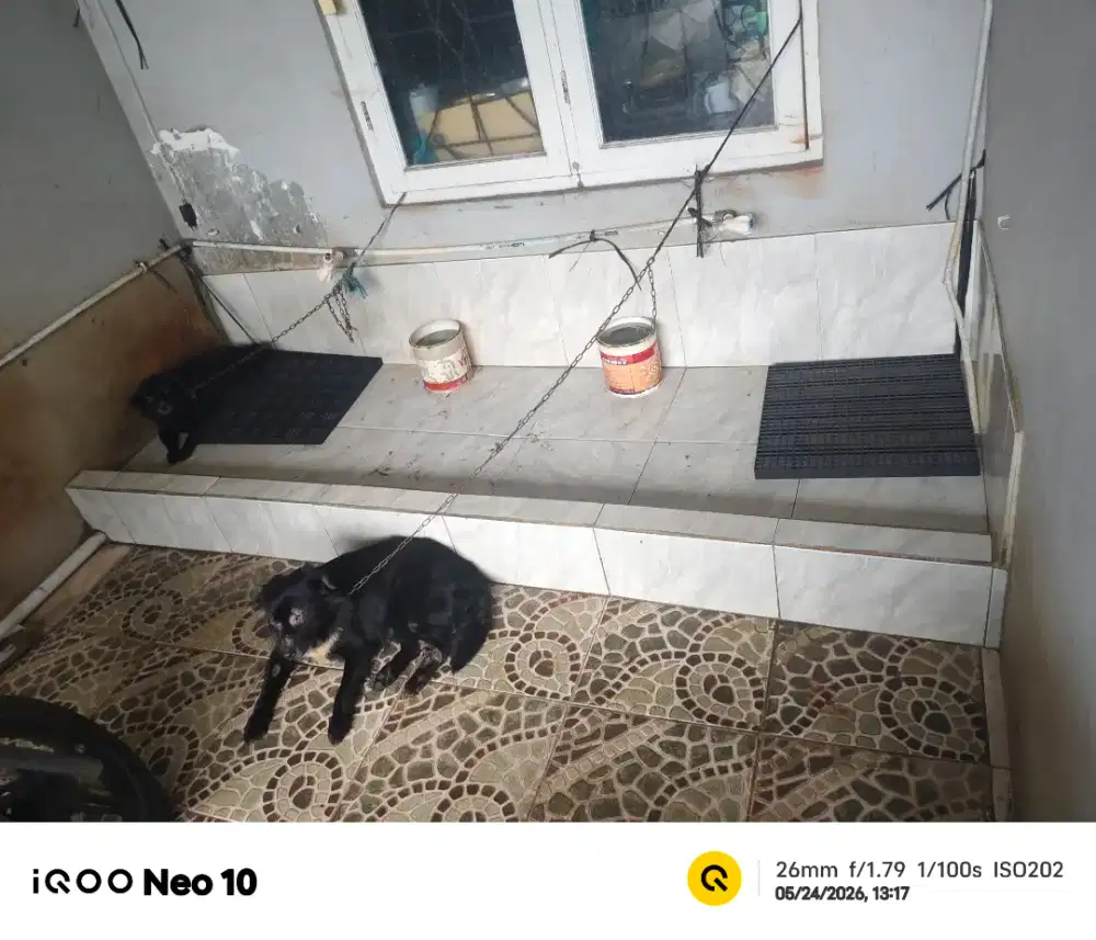 ART (bersihkan kandang anjing, cuci piring, dan sapu pel lantai)