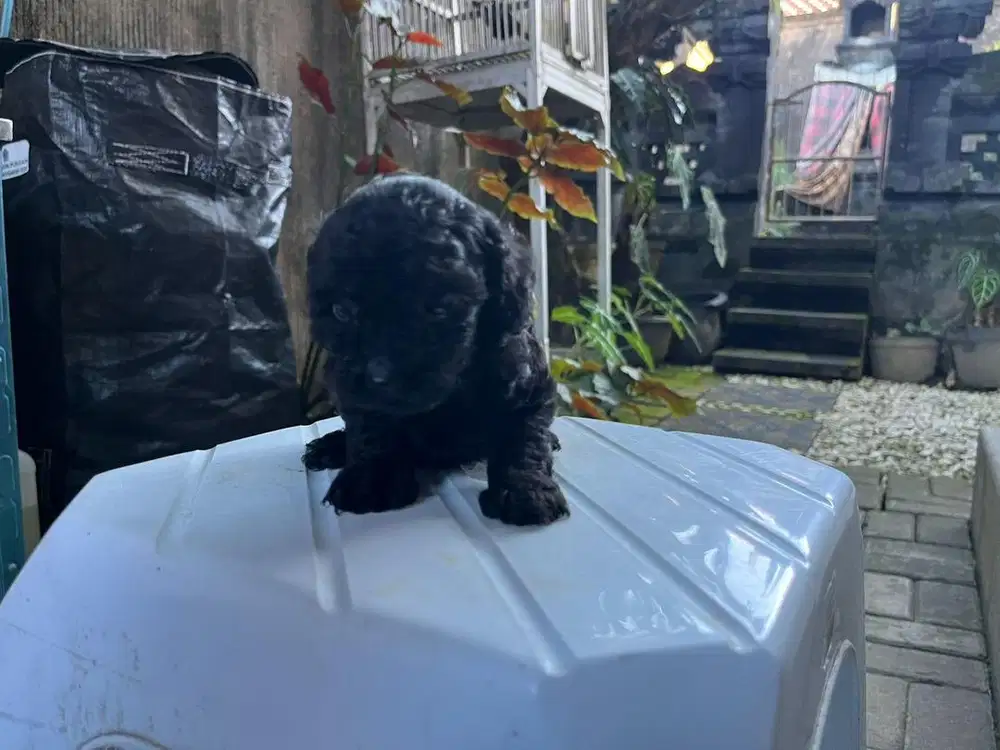 poodle toy jantan san betina