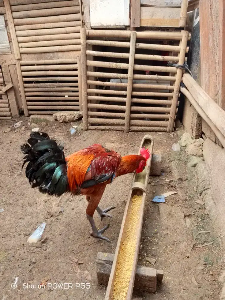Jual Anakan Ayam Pelung