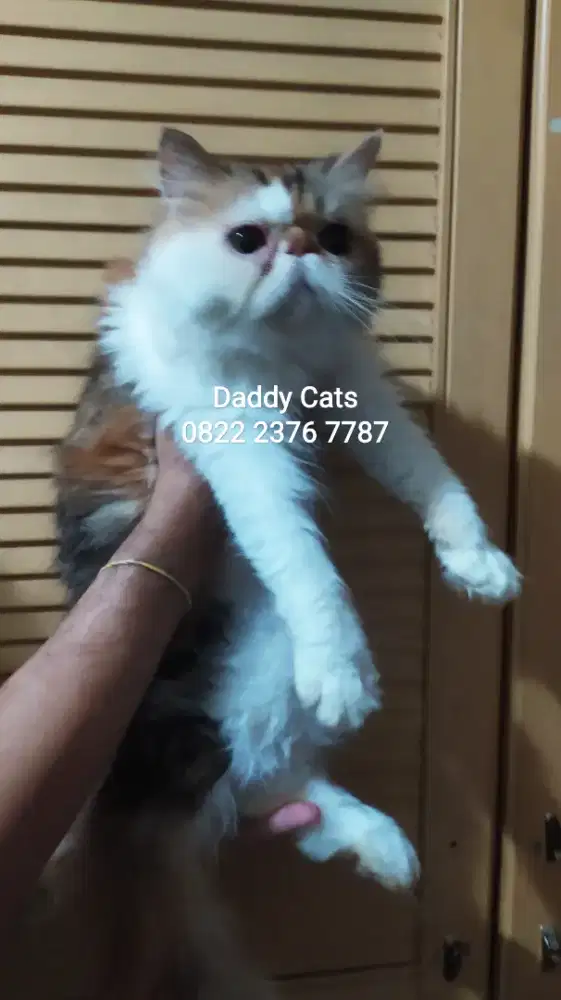 Persia Peaknose Calico Betina Dewasa