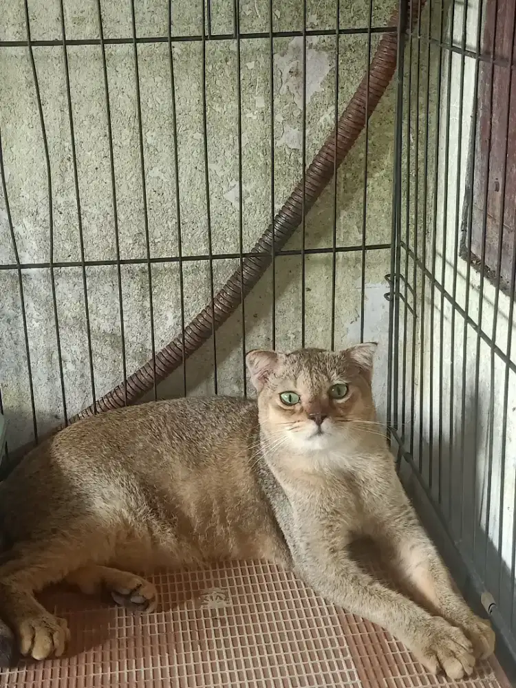 Open adopsi kucing