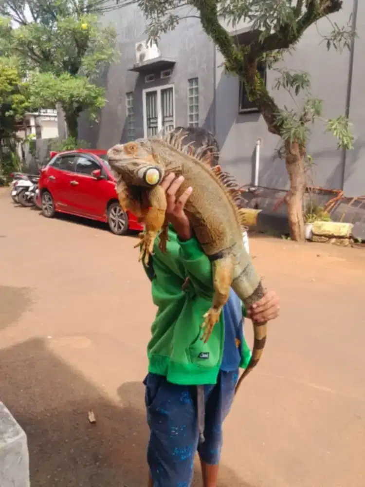 Iguana green mutasi