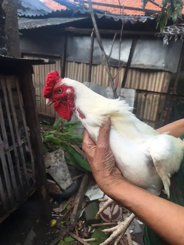Ayam Sanggar Delimo