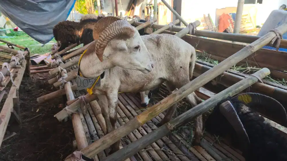 Cari Domba Aqiqah Murah Bandung? Siap Kirim Ke Lokasi
