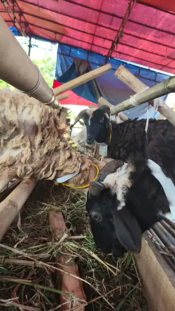 Domba Tangkas Garut Istimewa, Postur Gagah Lokasi Bandung
