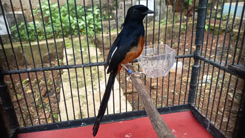 Murai baru pastol balak 8