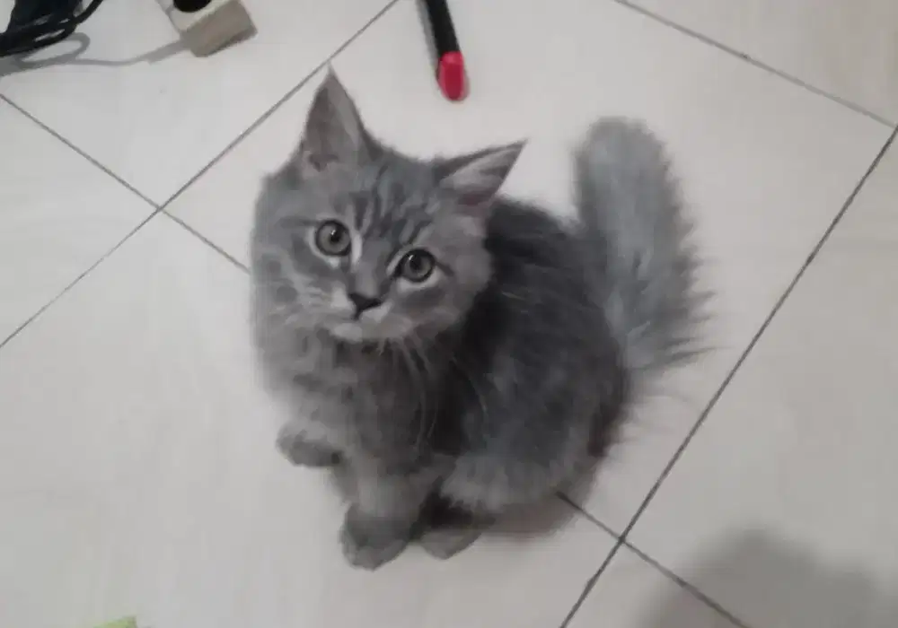 Kitten persia jantan
