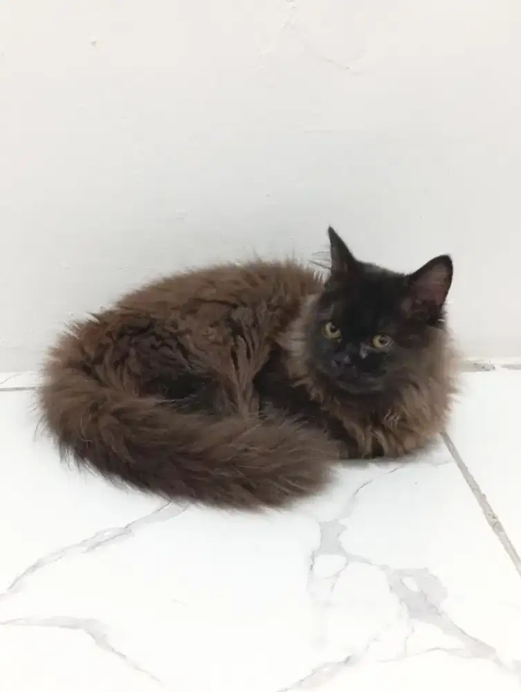 Munchkin Long Hair