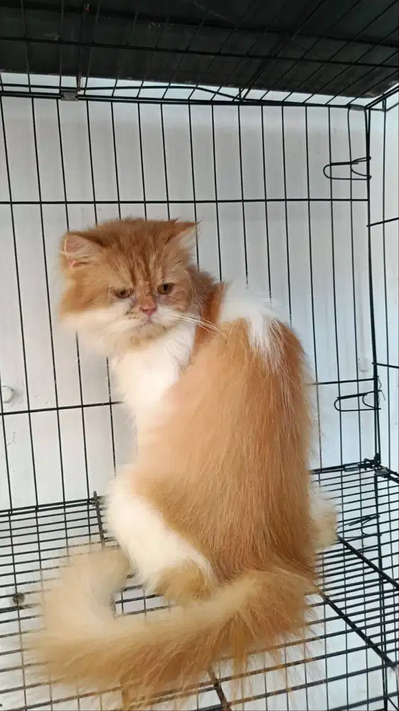 Kucing Pure Persia flat nose big bone