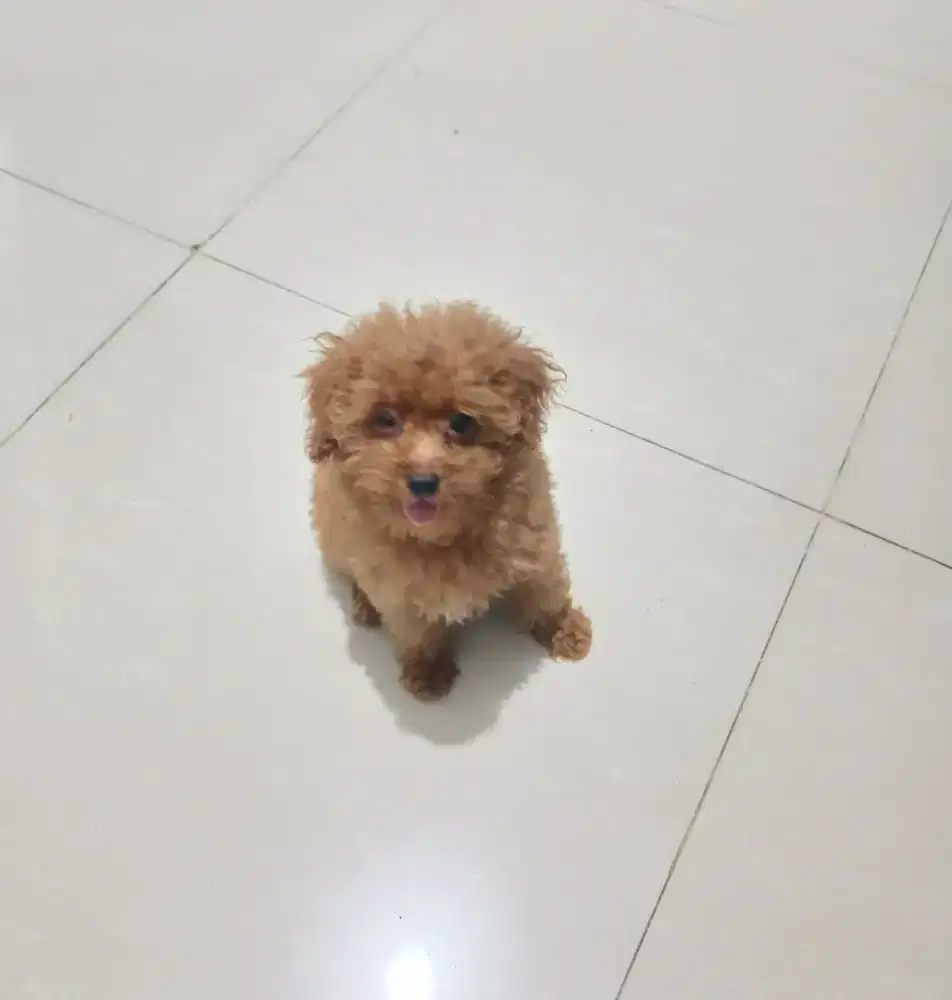 Anjing poodle jantan betina