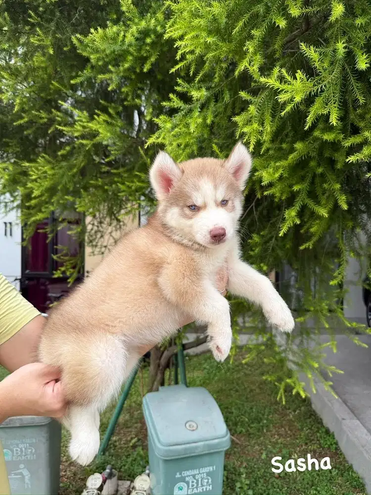 Siberian Husky cakeppp