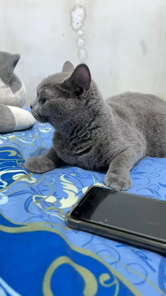 BSH BETINA. INDUK PED (FREE KANDANG)