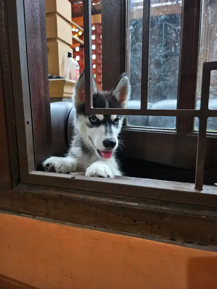 Anakan Husky no mix