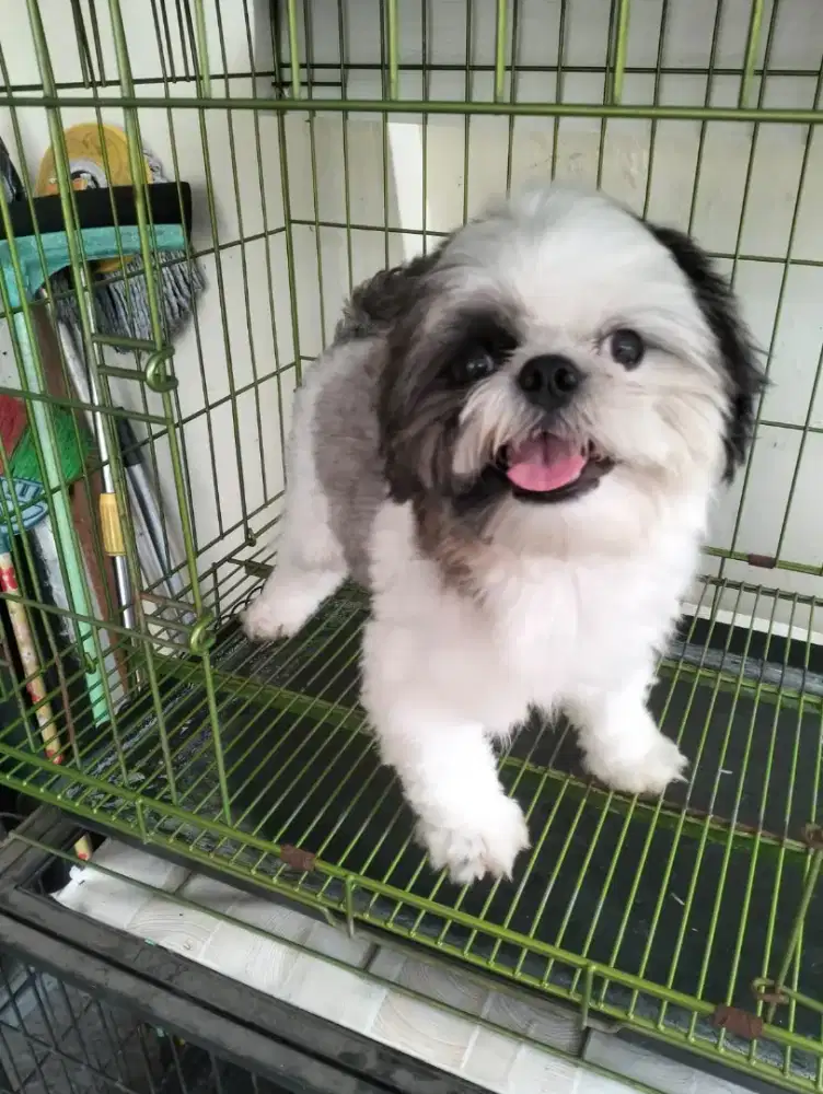 Anjing Shihtzu jantan cute calon pejantan