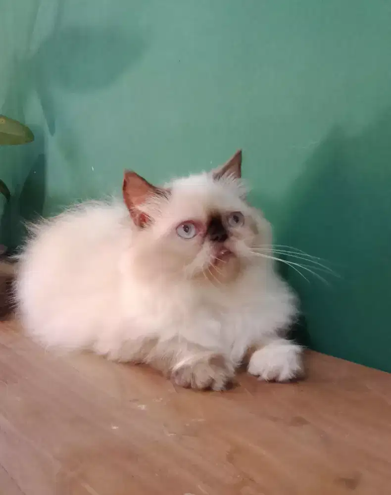 Kitten betina Himalaya flatnose